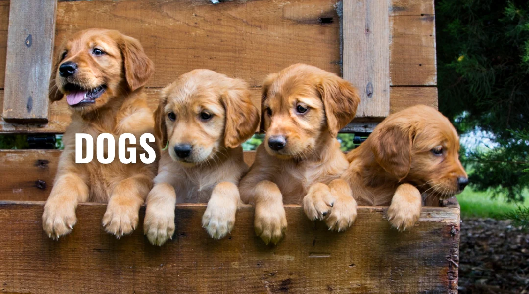 Group of golden retriever puppies leaning over a wooden fence, representing healthy and well-cared-for dogs.