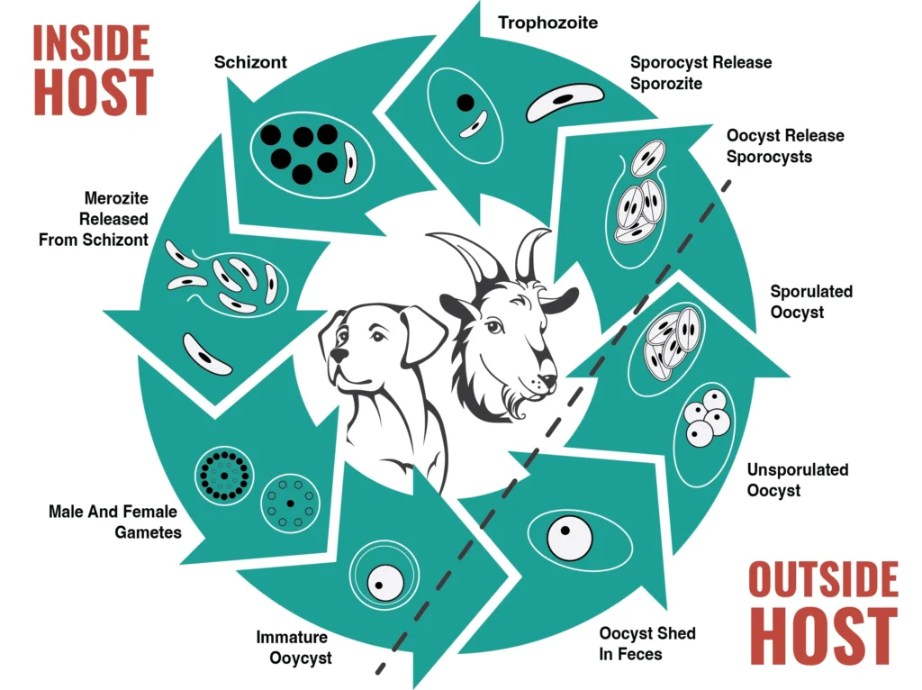 Coccidiosis Infographic: Inside Host, Outside Host