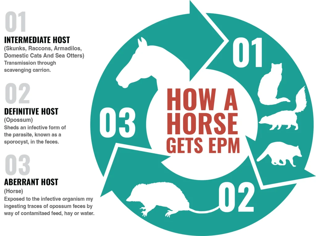 How a Horse Gets EPM