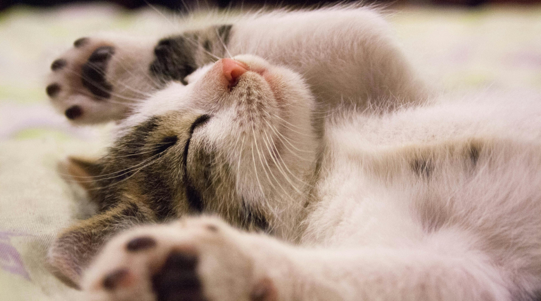 A playful tabby cat relaxing on a warm windowsill